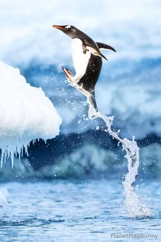 What’s your favorite penguin? Mines a Gentoo! They’re the fa..